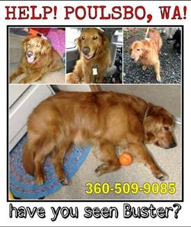 evergreen golden retrievers lost and found evergreen golden retriever rescue evergreen golden retrievers lost and found evergreen golden retriever rescue