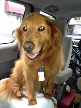 evergreen golden retriever rescue lost and found evergreen golden retriever rescue evergreen golden retriever rescue lost and found evergreen golden retriever rescue