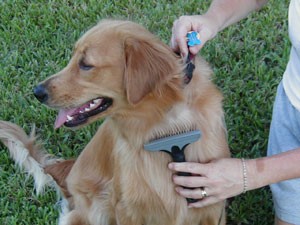 evergreen golden retrievers evergreen golden retriever rescue evergreen golden retriever rescue evergreen golden retrievers evergreen golden retriever rescue evergreen golden retriever rescue