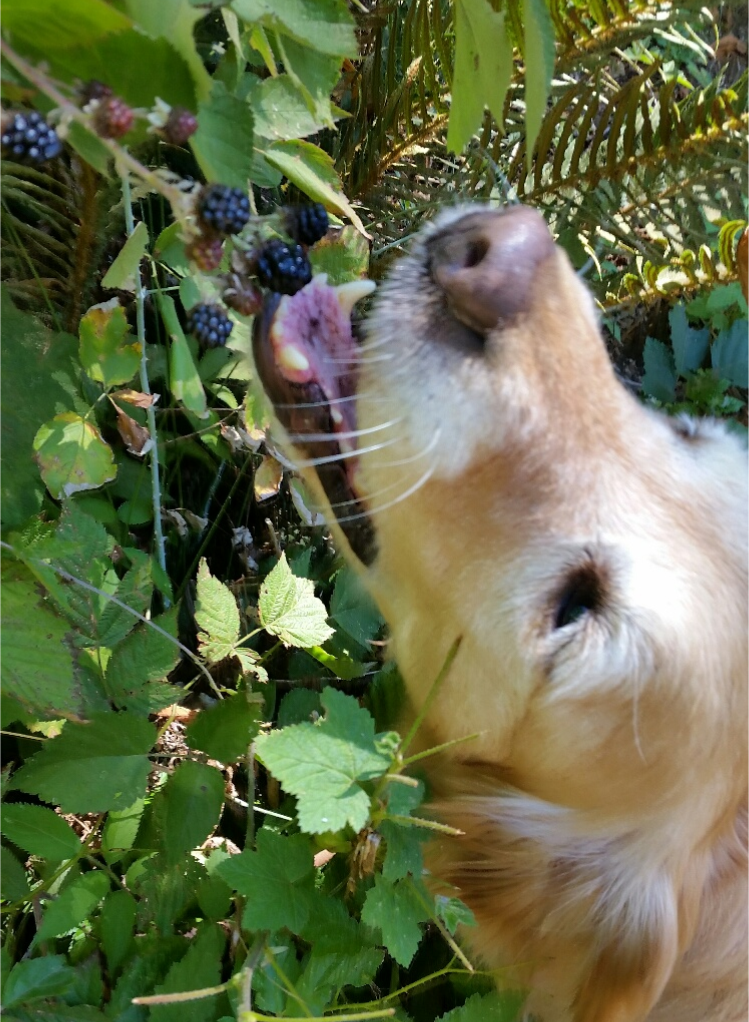 evergreen golden retriever rescue evergreen golden retriever rescue evergreen golden retriever rescue evergreen golden retriever rescue evergreen golden retriever rescue evergreen golden retriever rescue