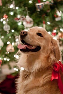 evergreen golden retriever rescue evergreen golden retriever rescue evergreen golden retriever rescue evergreen golden retriever rescue evergreen golden retriever rescue evergreen golden retriever rescue