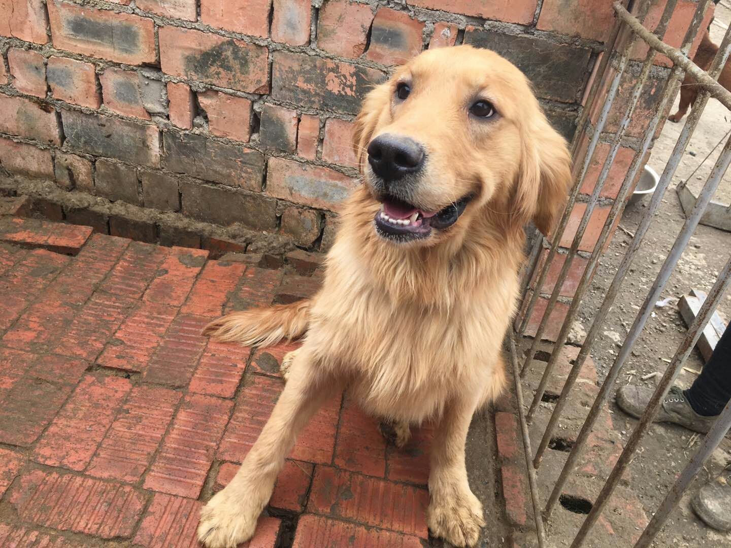 Recently Rescued Dogs From Asia Evergreen Golden Retriever Rescue